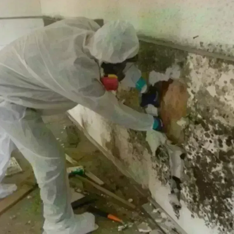 Mold Remediation and Removal in Bristol County, MA